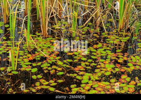 Scudo idrico e lattaglie a fine autunno, Greater Sudbury, Ontario, Canada Foto Stock