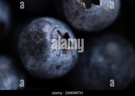 Primo piano di alcuni mirtilli scuri appena raccolti su sfondo scuro tra gli altri mirtilli. Profondità di campo ridotta Foto Stock