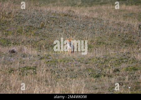 Lupo andino nel paramo dell'Ecuador Foto Stock