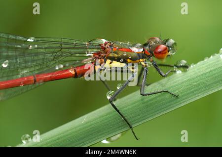 Primo piano naturale su una grande e colorata damselfly rossa, Phyrrosoma nymphula, coperta di gocce d'acqua seduta nell'erba Foto Stock