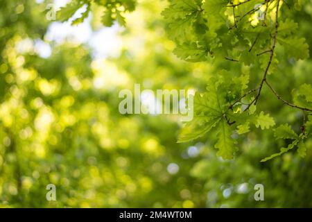 Albero fogliame in estate. Messa a fuoco e sfondo sfocato selezionati Foto Stock