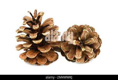 Due coni di pino isolati su sfondo bianco. Decorazioni natalizie Foto Stock