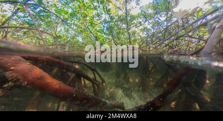 Le mangrovie di Bimini Nord nelle Bahamas Foto Stock