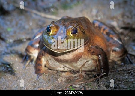 Rana corpina americana con testa larga, corpi stout, e lunghe gambe posteriori con piedi posteriori completamente-tessiti nel fango. Foto Stock