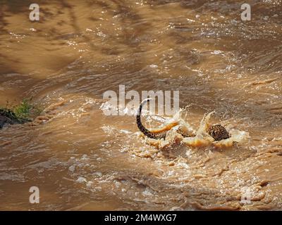 Piccolo giovane leopardo (Panthera pardus) salto di fede cucciolo dopo madre in fiume fangoso gonfio in stato di conservazione, Grande Mara, Kenya, Africa Foto Stock