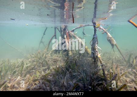 Le mangrovie di Bimini Nord nelle Bahamas Foto Stock