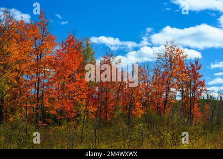 Bosco autunnale ai margini di uno stagno di castoro, Algonquin Provincial Park, Ontario, Canada Foto Stock