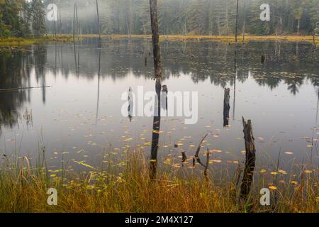 Laghetto dei castori autunnali, Algonquin Provincial Park, Ontario, Canada Foto Stock