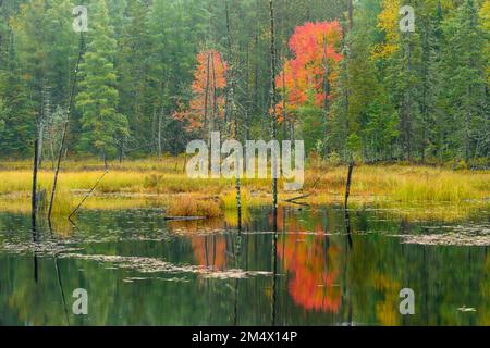 Riflessioni autunnali in uno stagno castoro, Algonquin Provincial Park, Ontario, Canada Foto Stock