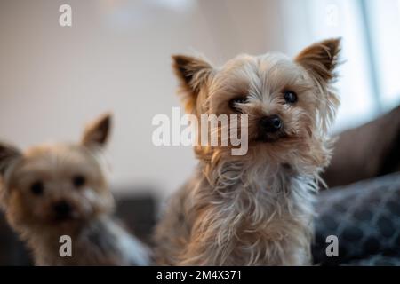 Due piccoli cani Yorkshir Terrier sono uno dei posti sul divano. Foto di alta qualità Foto Stock