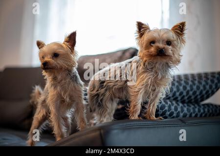 Due piccoli cani Yorkshir Terrier sono uno dei posti sul divano. Foto di alta qualità Foto Stock