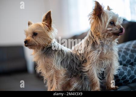 Due piccoli cani Yorkshir Terrier sono uno dei posti sul divano. Foto di alta qualità Foto Stock