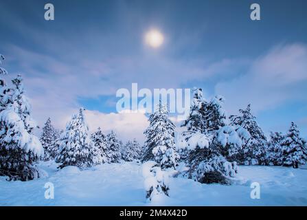 Una luna piena su una foresta innevata. Una notte fredda nelle montagne della Sierra Nevada. Truckee, California Foto Stock