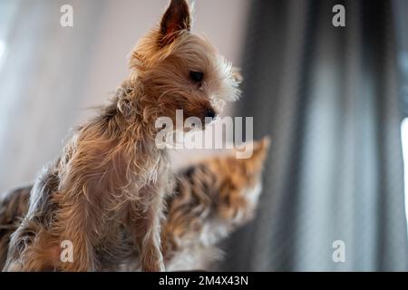 Due piccoli cani Yorkshir Terrier sono uno dei posti sul divano. Foto di alta qualità Foto Stock