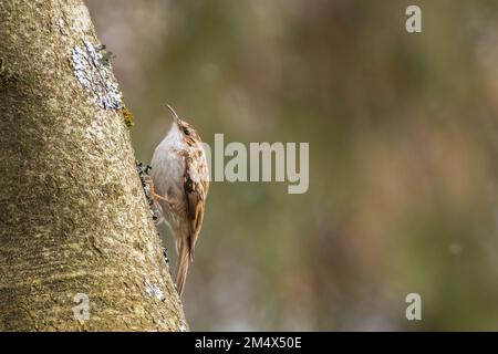 treecreeper eurasiatico o treecreeper comune (Certhia familiaris). Uccello boschivo britannico. Foto Stock