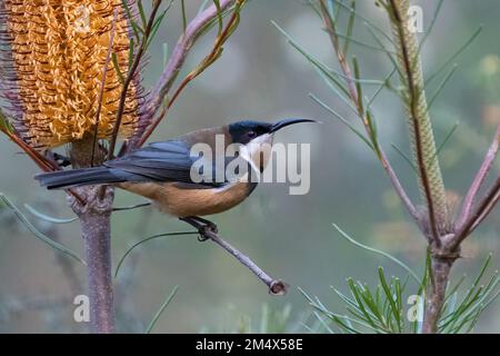 La spinebilla orientale (Acanthorhynchus tenuirostris) arroccata accanto ad un fiore di banksia, NSW, Australia. Bellissimo uccello della famiglia honeyeater. Foto Stock