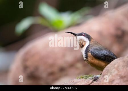 Spinebill orientale (Acanthorhynchus tenuirostris) nella foresta pluviale, Sydney, Australia Foto Stock