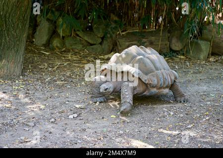 Una tartaruga gigante delle Seychelles, Aldabrachelys gigantea, una tartaruga a rischio di estinzione e più grande del mondo Foto Stock