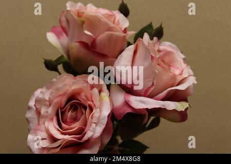 Bouquet rosa di rose illustrato su uno sfondo bianco Foto Stock