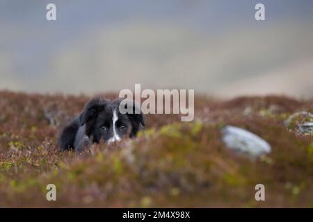 Cucciolo di collie di confine che giace sulle piante Foto Stock