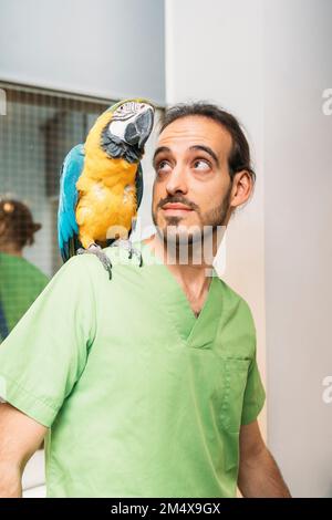 Veterinario con oro e macaw blu che si appollaiano sulla spalla in clinica Foto Stock