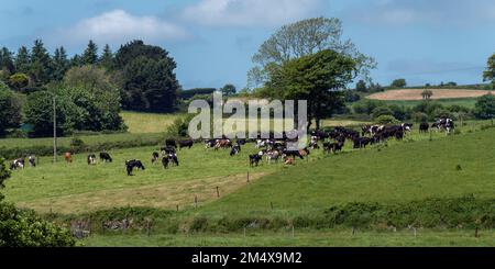 Una mandria di mucche su un pascolo recintato in un giorno di primavera soleggiato. Allevamento di bestiame. Mucche su pascolo libero. Azienda agricola biologica in Irlanda, prato verde. Foto Stock