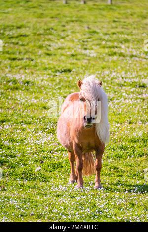 Regno Unito, Scozia, Ritratto del pony in piedi nel pascolo estivo Foto Stock