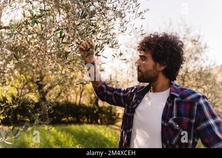 Uomo che esamina l'olivo sul ramo dell'albero Foto Stock