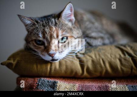 Ritratto di gatto rilassante su cuscino Foto Stock