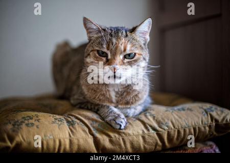 Ritratto di gatto rilassante su cuscino Foto Stock