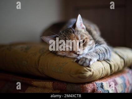 Ritratto di gatto rilassante su cuscino Foto Stock