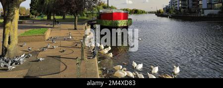 Swans al fiume Nene Embankment Gardens, Peterborough City, Cambridgeshire, Inghilterra, Regno Unito Foto Stock