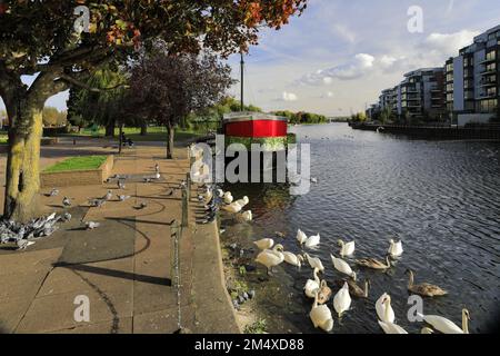 Swans al fiume Nene Embankment Gardens, Peterborough City, Cambridgeshire, Inghilterra, Regno Unito Foto Stock