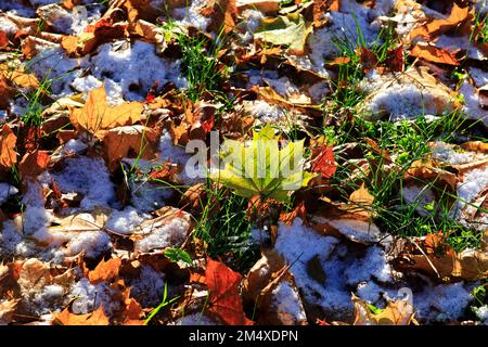 Foglie cadute coperte di prima neve Foto Stock