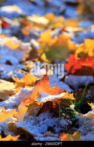 Foglie cadute coperte di prima neve Foto Stock