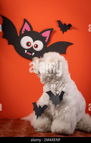 Un colpo verticale di un cane Coton de Tulear vestito per Halloween di fronte a uno sfondo arancione Foto Stock