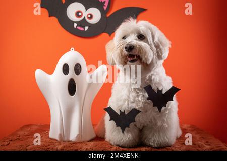 Un primo piano di un cane Coton de Tulear vestito per Halloween di fronte a uno sfondo arancione Foto Stock