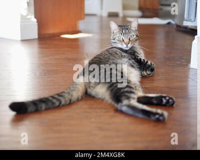 Morphy il gatto tabby prendere il sole Foto Stock