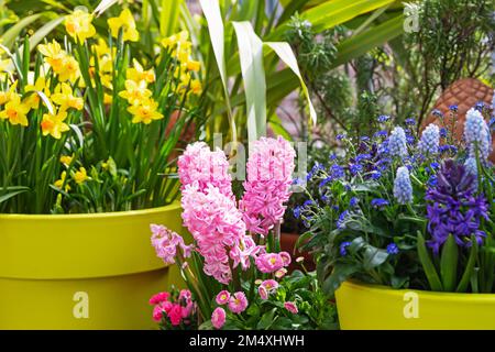 Narcisi, giacinti, margherite e nomi dimenticati coltivati sul balcone Foto Stock