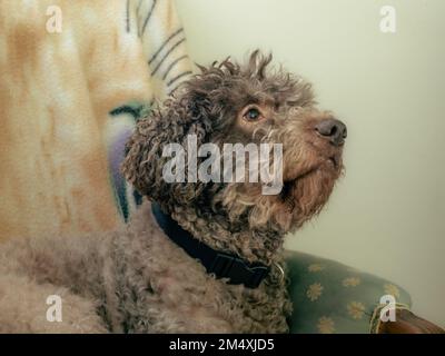 Il grazioso Lagotto romagnolo si siede a casa. Cane marrone con macchie beige. La razza è conosciuta anche come cane d'acqua italiano, cane da tartufo. Foto Stock