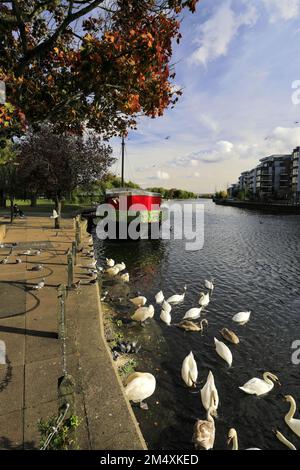 Swans al fiume Nene Embankment Gardens, Peterborough City, Cambridgeshire, Inghilterra, Regno Unito Foto Stock