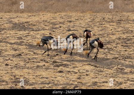 Un gruppo di gru grigie coronate che si foraggiano in un campo asciutto nella savana tanzaniana. Foto Stock