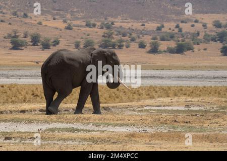 Un elefante femminile che cammina su un letto quasi asciutto del fiume in Tanzania. Foto Stock