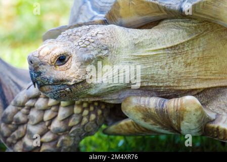 Un primo piano della testa di una tartaruga spronata africana. Foto Stock