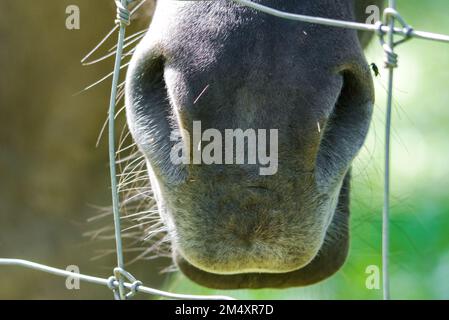 Primo piano della museruola di un cavallo. Foto Stock