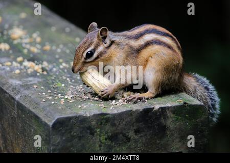 Un primo piano di un simpatico e soffice Chipmunk che mangia una noce su una roccia Foto Stock