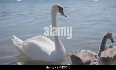 Un cigno con pulcini che nuotano vicino alla riva. Foto Stock