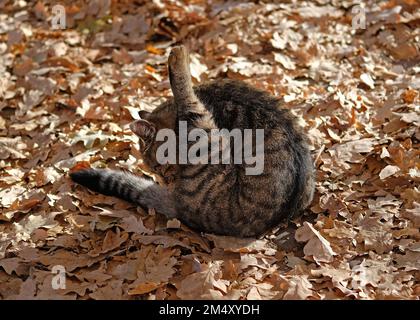 Il gatto marrone si siede con la gamba in su sulle foglie. Un gatto di tabby lanuginoso dell'adulto si è piegato sopra per lavare. Animali domestici in una passeggiata nel parco in autunno. Foto Stock