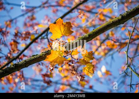 ramo con foglie autunnali su un albero Foto Stock