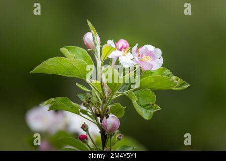 primo piano di un isolato fiore bianco e rosa luminoso di un albero di mela - retroilluminazione, sfondo verde sfocato Foto Stock